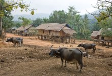 В лаосской деревне №7 / продолжение серии Лаос