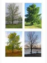 Четыре поры года / жизнь одного дерева