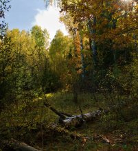 Конец сентября / В поисках грибов