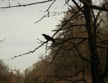 Предчувствие зимы / Заморозки близки