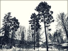 деревья... / первая фотография на Nikon P500