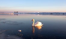 Луч света / Зима,река,лебедь