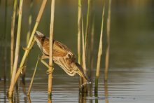 Улов / Бугайчик, Ixobrychus minutus,малая выпь.
Спостерігав восени за рибалкою цього персонажа, так захопився добуванням їжі, що
підпустив дуже близько, так що довелося відпливати, щоб повністю помістити в
кадр.