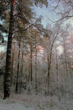 Спящий лес. / Вечер,январь 2011