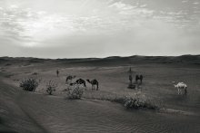 безмятежность / пустыня в ОАЭ