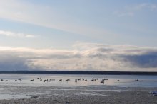 &quot;лебединое озеро&quot; / довольно много лебедей не улетело на юг, а осталось на зиму...