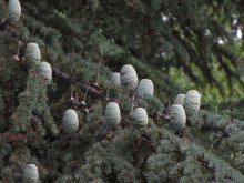 высоко на дереве / очень высокое и красивое хвойное дерево в одном из Ялтинских парков