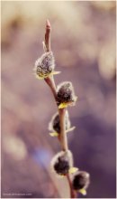 spring.2 / [2011г.]