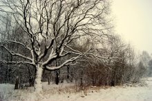 Прогулка по лесу / В первый настоящий снегопад оказался рядом с лесом. Прогулка по лесу удалась.