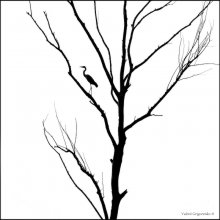 Этюд природы в монохроме / В кадре силуэт серой цапли на засохшем дереве, фон убран, изображение переведено в монохром.