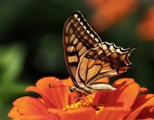 Махаон на цинии / Papilio machaon