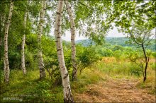 Bulgaria. Vitosha Park. Birch grove / Нац.парк Витоша в предместьях Софии. Панорамная аллея.
На краю маленькой березовой рощи, на &quot;дорожке пенсионеров&quot;, как называют ее местные...