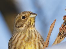 Зимовий портрет / Вівсянка, Emberiza, Овсянка.
Давно не виходило сходити на фотополювання,на вихідних зявився час і &quot;під руку &quot;попались Вівсянки ;)