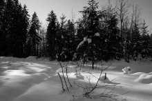 В зимнем лесу / ______________________*