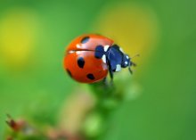 БОЖЬЯ КОРОВКА / В англоязычных странах божью коровку называют Ladybird, Ladybug или Lady Beetle. Объединяющее эти названия слово «Lady» подразумевает Деву Марию, соответственно Божья Коровка в католических странах считается насекомым Божьей Матери. Наиболее распространённый вариант наименования Божьей коровки указывает на скот, принадлежащий богу или некоему божественному персонажу: рус. божья коровка, болг. божа кравица (кравичка), польск. boża krówka, литов. dievo karvyte ?, румынск. vaca domnului [&quot;корова (-ка) бога&quot;], серб.-хорв. бoжja òвчица, франц. bête à bon Dieu («животное бога»), poulette à Dieu («курочка бога»). Само собой, что убивать его нельзя. Тем более, что люди давно заметили, что божья коровка успешно борется со злейшим вредителем — тлёй. Кроме того, божья коровка является активным истребителем растительных и паутинных клещей. За свою жизнь пара божьих коровок может уничтожить до 4000 паутинных клещей. (источник-Википедия)