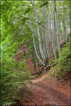 Vitosha Park. Eco-path «Panorama» / Еще один вид с &quot;дорожки пенсионеров&quot;...
Нац.парк Витоша в предместьях Софии. Панорамная аллея.