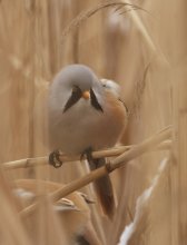 Шарік / Сини́ця вуса́та, Panurus biarmicus, Усатая синица.
Під час прогулянки до БСА зустрів такого персонажа .Подробиці
: http://kostyapazyuk.livejournal.com/