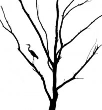 Этюд природы в монохроме II / Серая цапля на засохшем дереве.
Этот вариант работы доработан с учетом рекомендаций уважаемых коллег.
Первоначальный вариант решил не убирать.