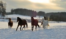 банда)) / зимний вечер,лошади