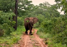 купите пьяного слона / Zimbabwe