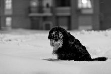 Собачий холод / ночь улица фонарь собака