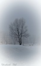 тополь на берегу озера / зима. морозно. ива была покрыта пушистым инеем