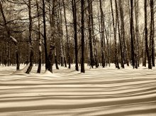Линии теней / Березовая роща, снег, тени