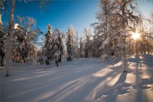 В лесу / День удался.