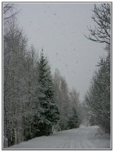 Последний снегопад уходящей зимы. / А что ещё снимать в такую погоду? Серо, мрачно, но красиво! Не то, что в городе...