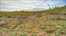 весна бывает даже там, где вечное лето / мексиканский золотой мак, Аризона, Arizona