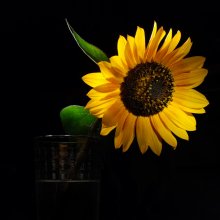 sunflower / ---
