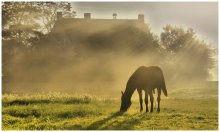 &nbsp; / A horse in the morning light...