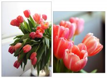 После 8 марта.... / Розовые тюльпаны-цветы весны.