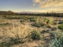пустыня, первый утренний свет.. / г. Тусон, Аризона