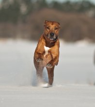 Зэбо. / классический портрет родезийского риджбека.