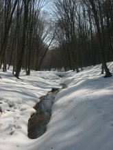 Урочище &quot;Лесовые Гриневцы&quot; / Пригород г. Хмельницкого. Лесной массив ,108га зона отдыха горожан.