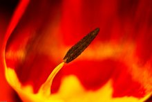 Пепел и пламя / Один из первых кадров, снят ещё &quot;Гелиосом&quot; с макрокольцами...
