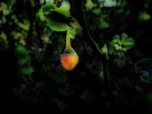 фонарик / цветок  черники  на закате
