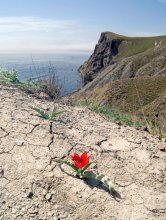 цветочег аленький / весна пришла в Крым