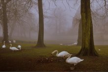 Swans in the fog. / A foggy morning in Bruges(Belgium).