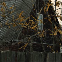 облепиха. / ***
