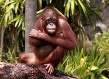 Орангутанг / Снимок сделан в балийском зоопарке