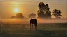 This morning. / A horse in the morning mist.