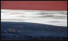 Триколор...Фламинго на голубом. / Лагуна Колорадо,где живут Фламинго.
Цвет воды-самый настоящий,

а триколор- как флаг Нидерландов)

Лагуна Колорадо- одна из самых красивых Лагун Альтиплано. Высота 4400 м, холод, сильный ветер и яркое солнце, делают жизнь там просто невыносимой. И только розовые фламинго,  прилетают сюда чтобы вывести потомство.

++++++++
Собираюсь в Боливию еще раз. Март и октябрь.
Приглашаю. Маршрут можно посмотреть в ЖЖ.

фотографии из прошлых поездок можно посмотреть тут:

http://www.photosight.ru/set/76/