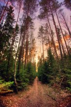 _sunset_forest_ / *****