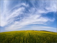 / Весенне-полевая .. / / Минувшие выходные...
Ошмяны, Гродненская область..
Необычно рано зацвел рапс ..

[img]http://i1.photocentra.ru/images/main35/351439_main.jpg[/img]