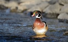 Wood duck (male) / Каролинская утка-и к началу XX века птица оказалась на грани вымирания, самцы имеют очень красивое оперение , что пришлось по вкусу милым дамам для украшений шляпок и пр....