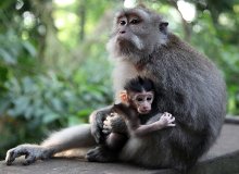моя мама лучше всех / Бали. Лес обезьян.