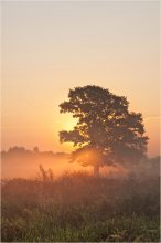 Morning light / Среди сентябрьского многотравья