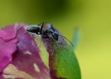 Peony planet / планета Пион